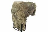 Fossil Triceratops Femur Section w/ Metal Stand - South Dakota #350622-2